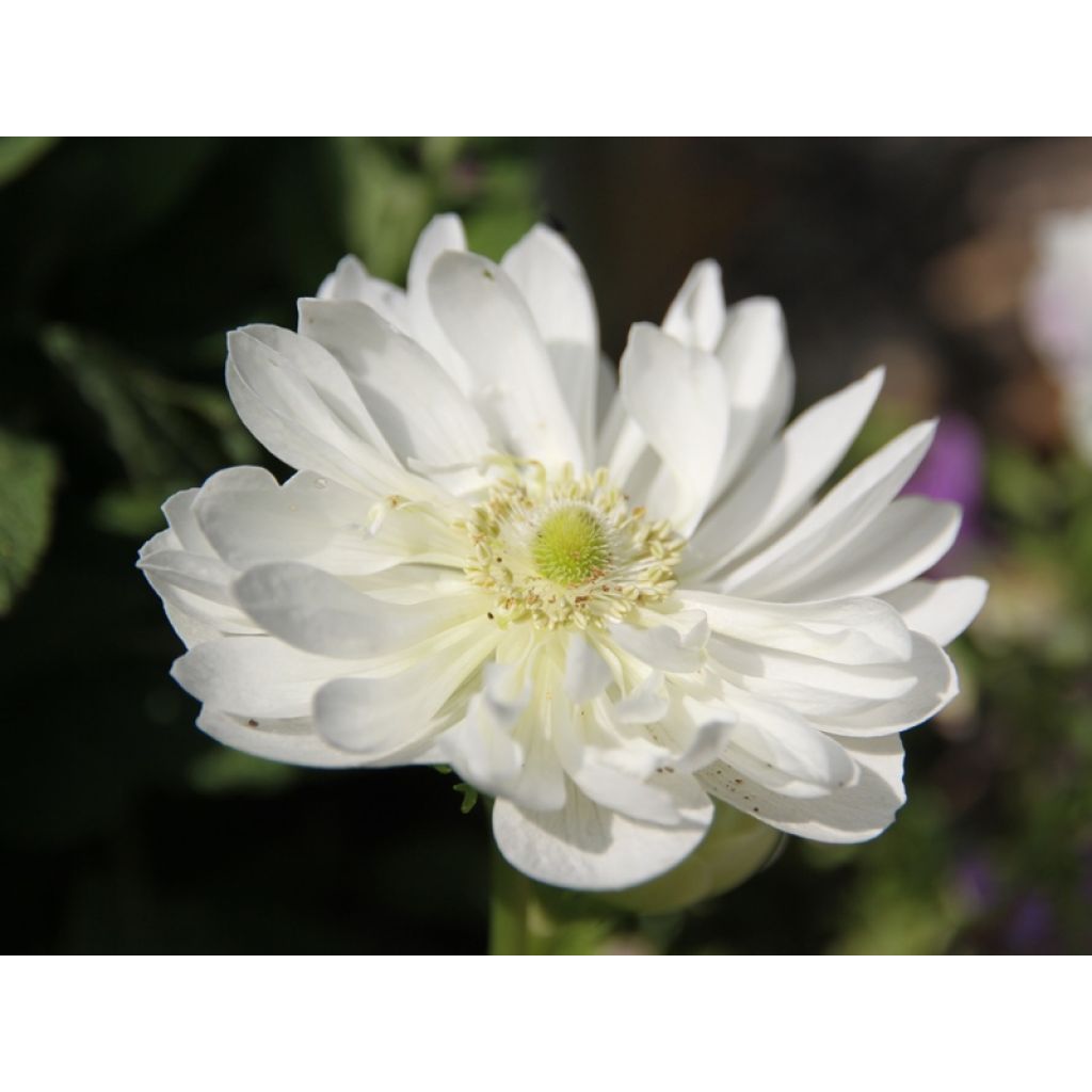 Anemone coronaria Mount Everest