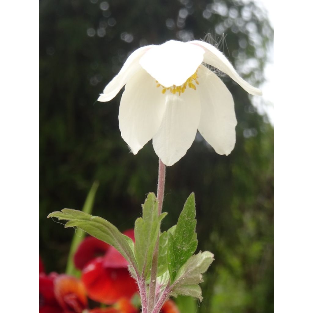 Anemone sylvestris - Anémona de verano
