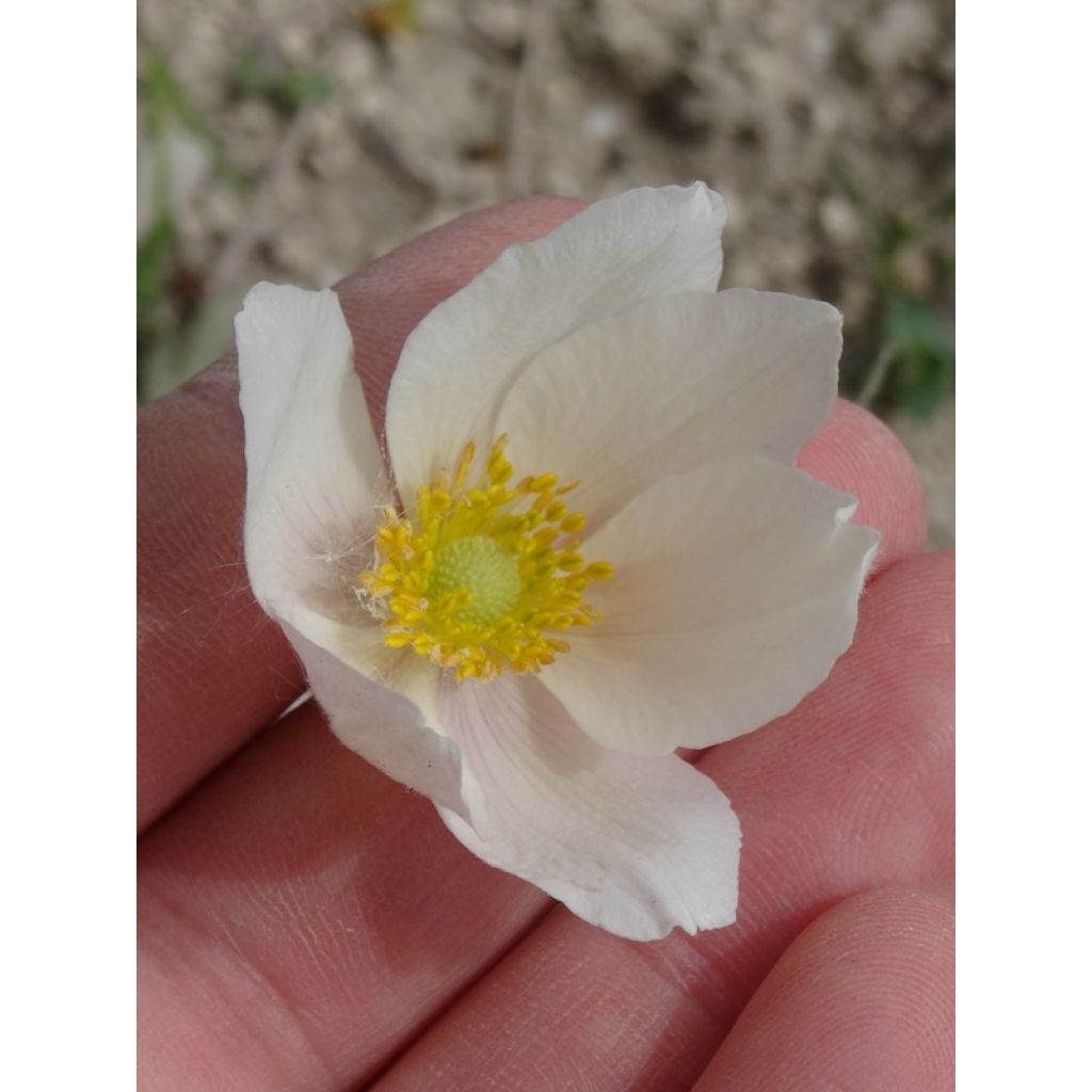 Anemone sylvestris - Anémona de verano