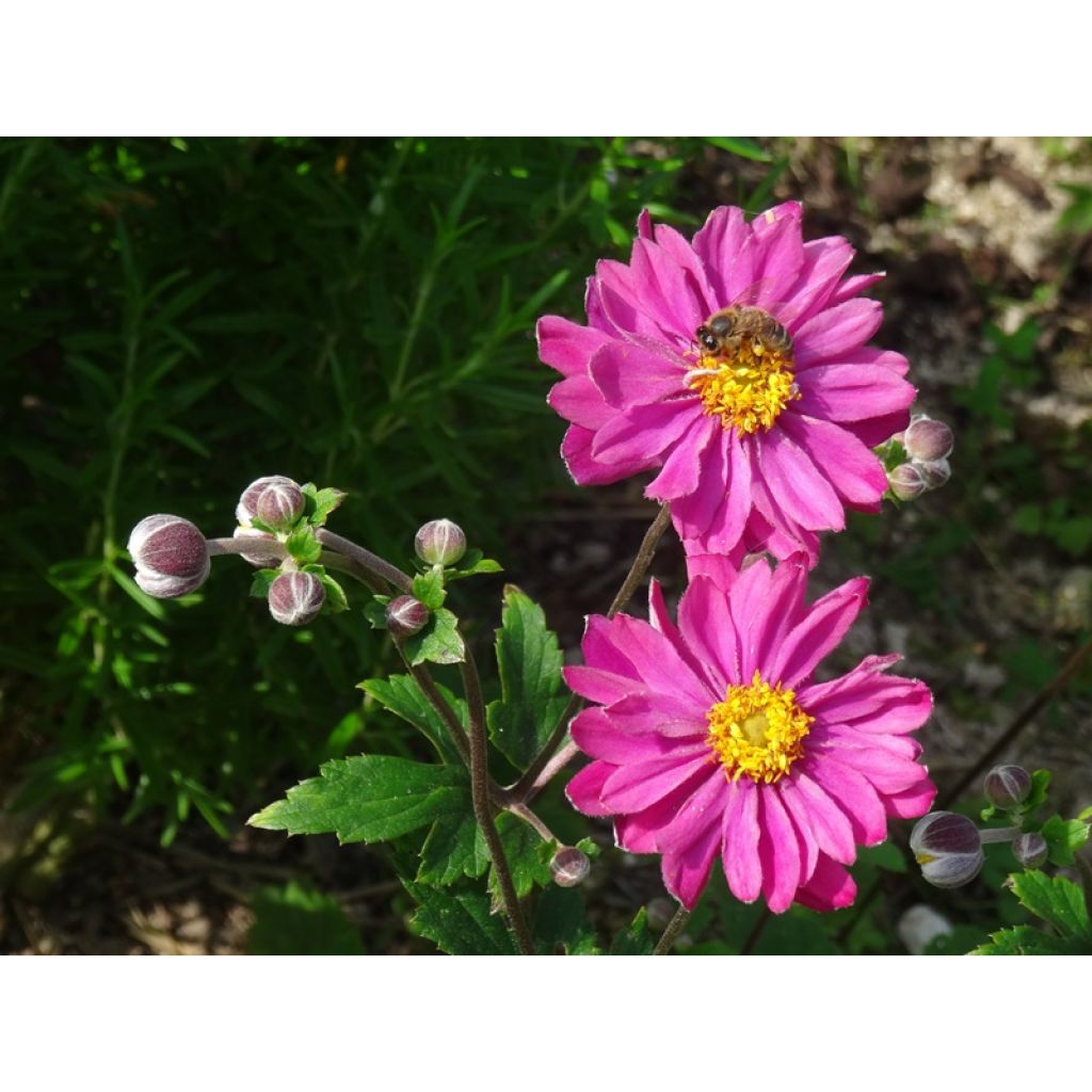 Anemone hupehensis Pamina - Anémona del Japón