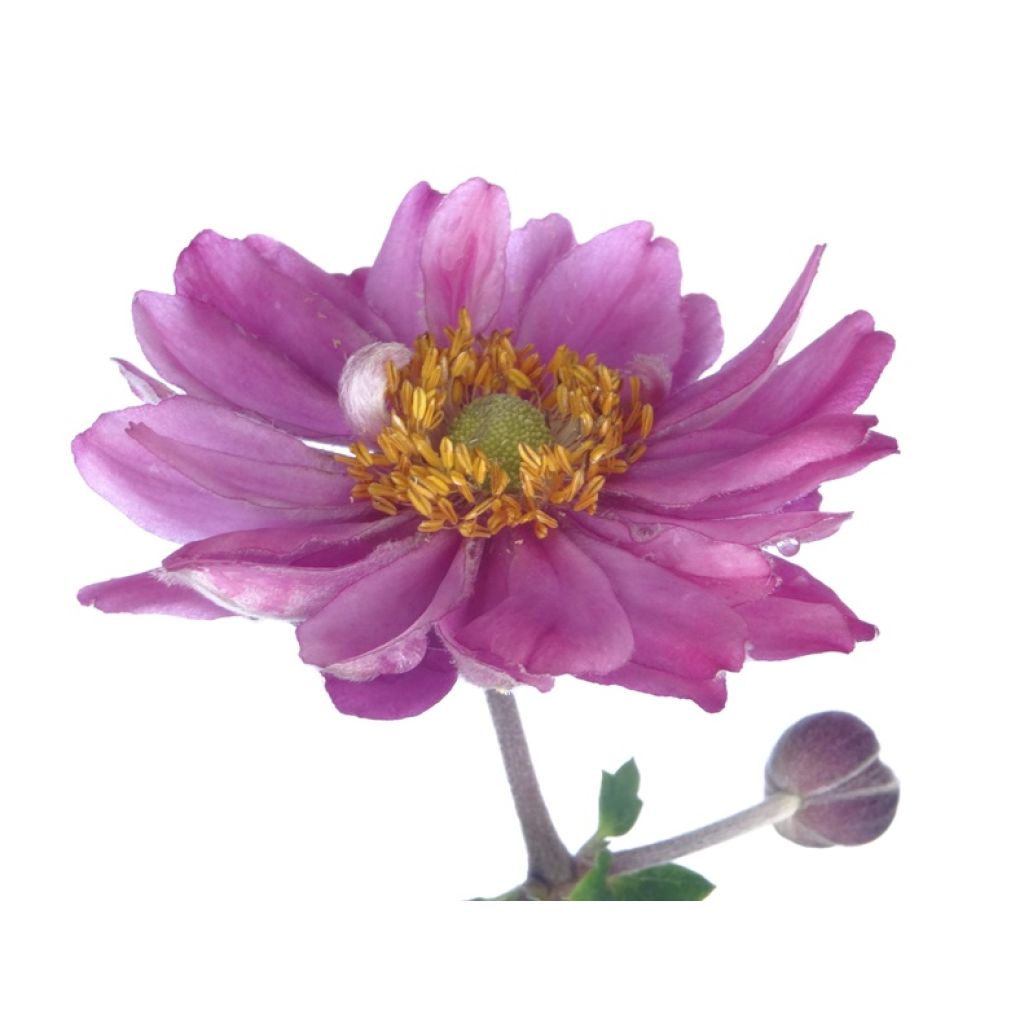Anemone hupehensis Pamina - Anémona del Japón