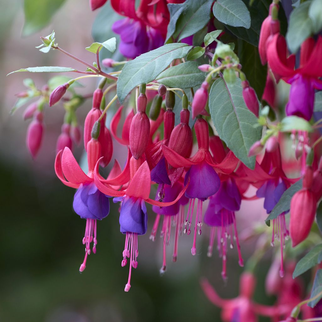 Fuchsia Angela - Fucsia
