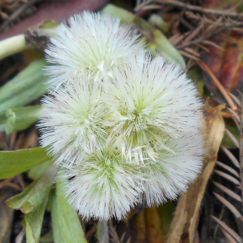 Antennaria plantaginifolia - Pie de gato