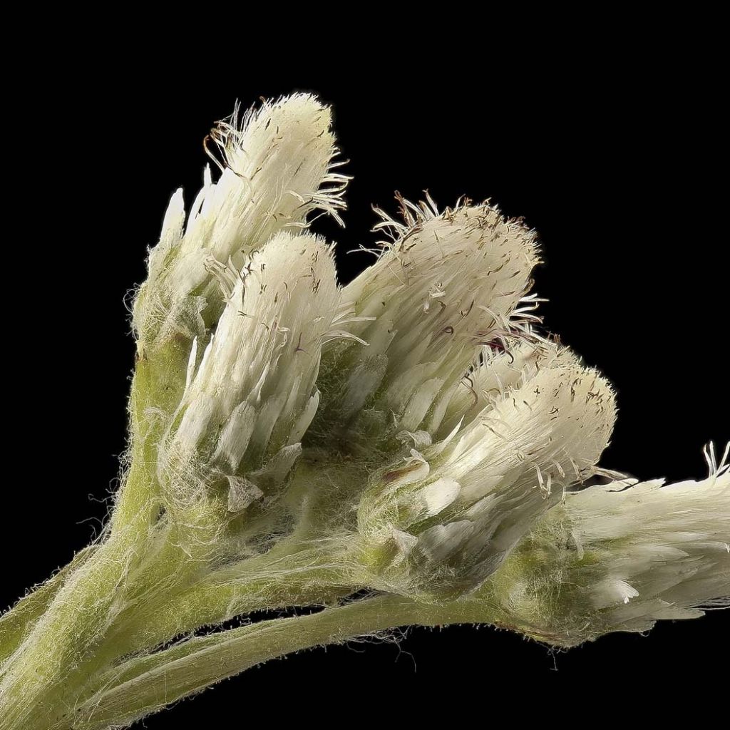 Antennaria plantaginifolia - Pie de gato