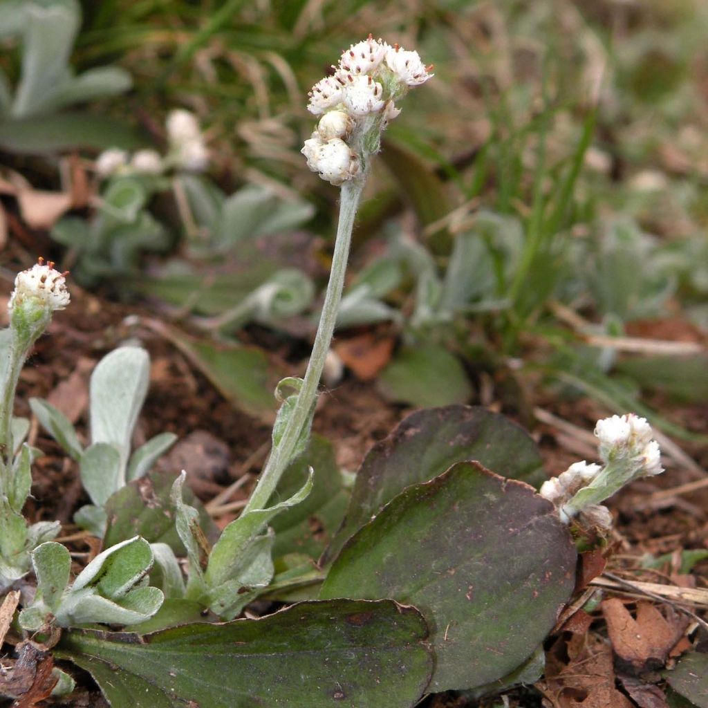 Antennaria plantaginifolia - Pie de gato