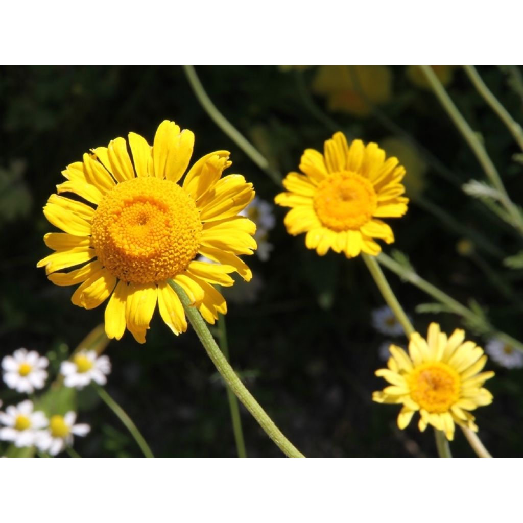 Anthemis sancti-johannis - Manzanilla de San Juan