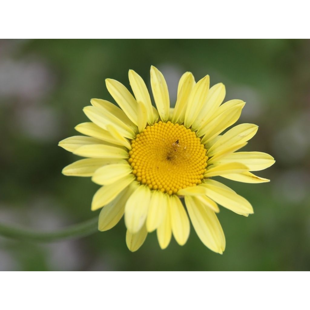 Anthemis tinctoria E.C. Buxton - Camomila amarilla