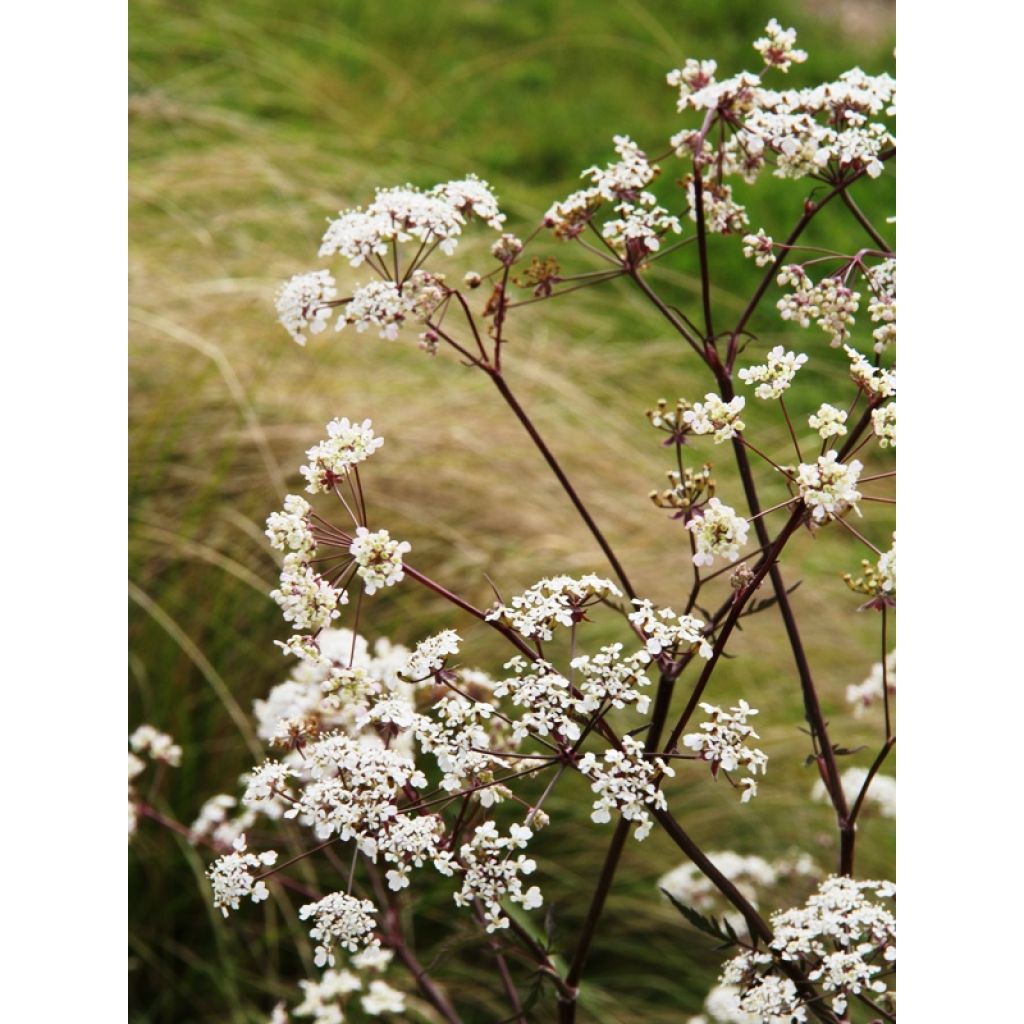 Perifollo verde Ravenswing - Anthriscus sylvestris