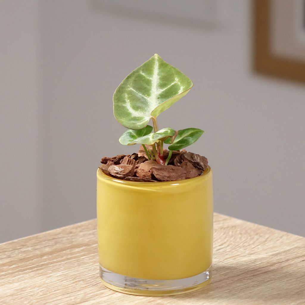 Anthurium Crystal Hope - Anturio