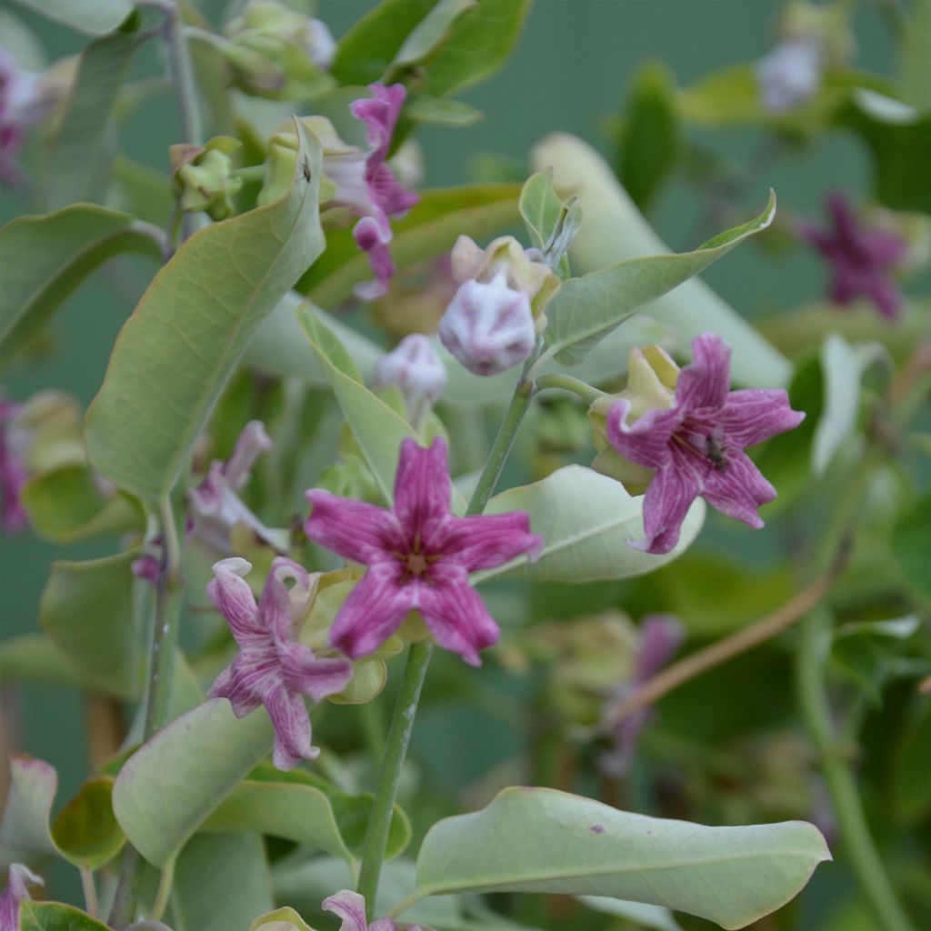 Araujia sericifera - Jazmín de Tucumán