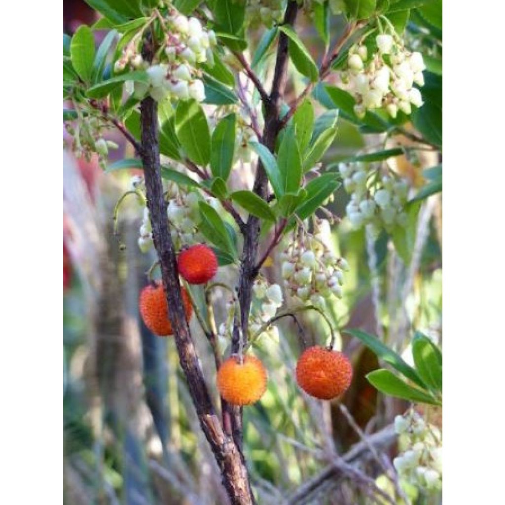 Madroño - Arbutus unedo Compacta
