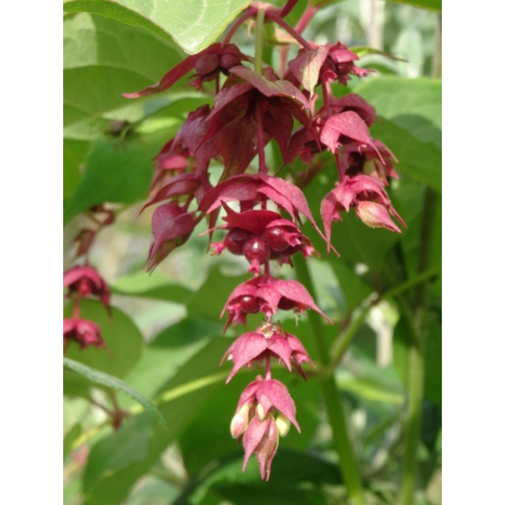 Leycesteria formosa Purple Rain - Madreselva del Himalaya