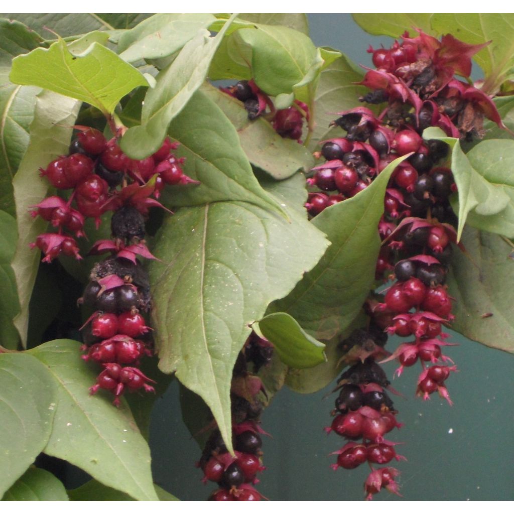 Leycesteria formosa Purple Rain - Madreselva del Himalaya