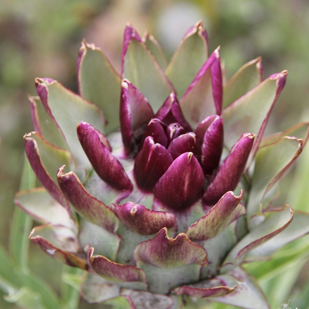 Alcachofa Violet de Provence Bio - Ferme de Sainte Marthe