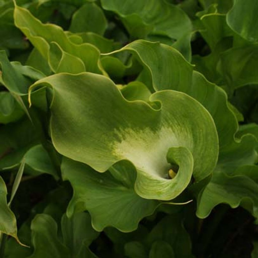 Zantedeschia aethiopica Green Goddess - Cala