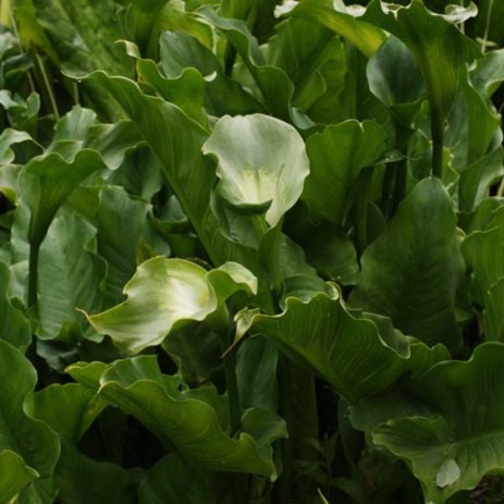 Zantedeschia aethiopica Green Goddess - Cala