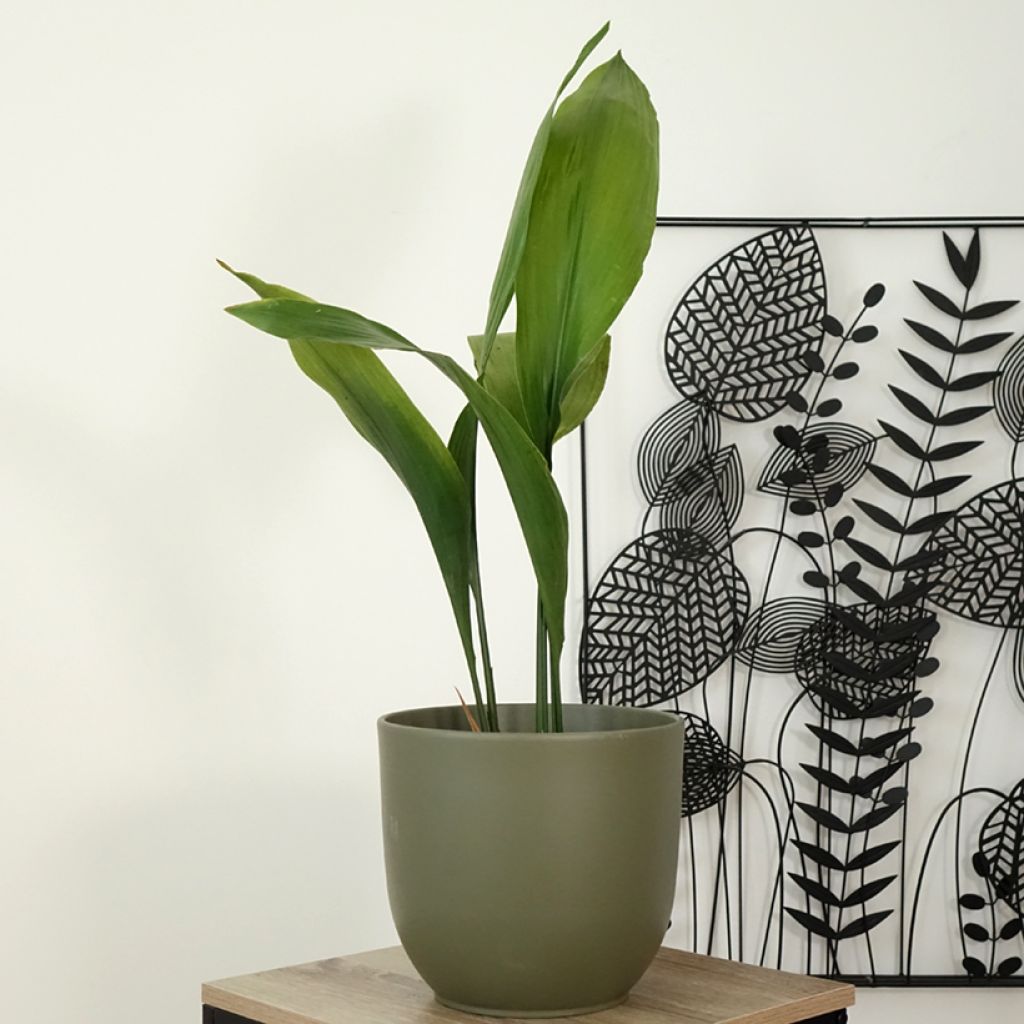 Aspidistra elatior