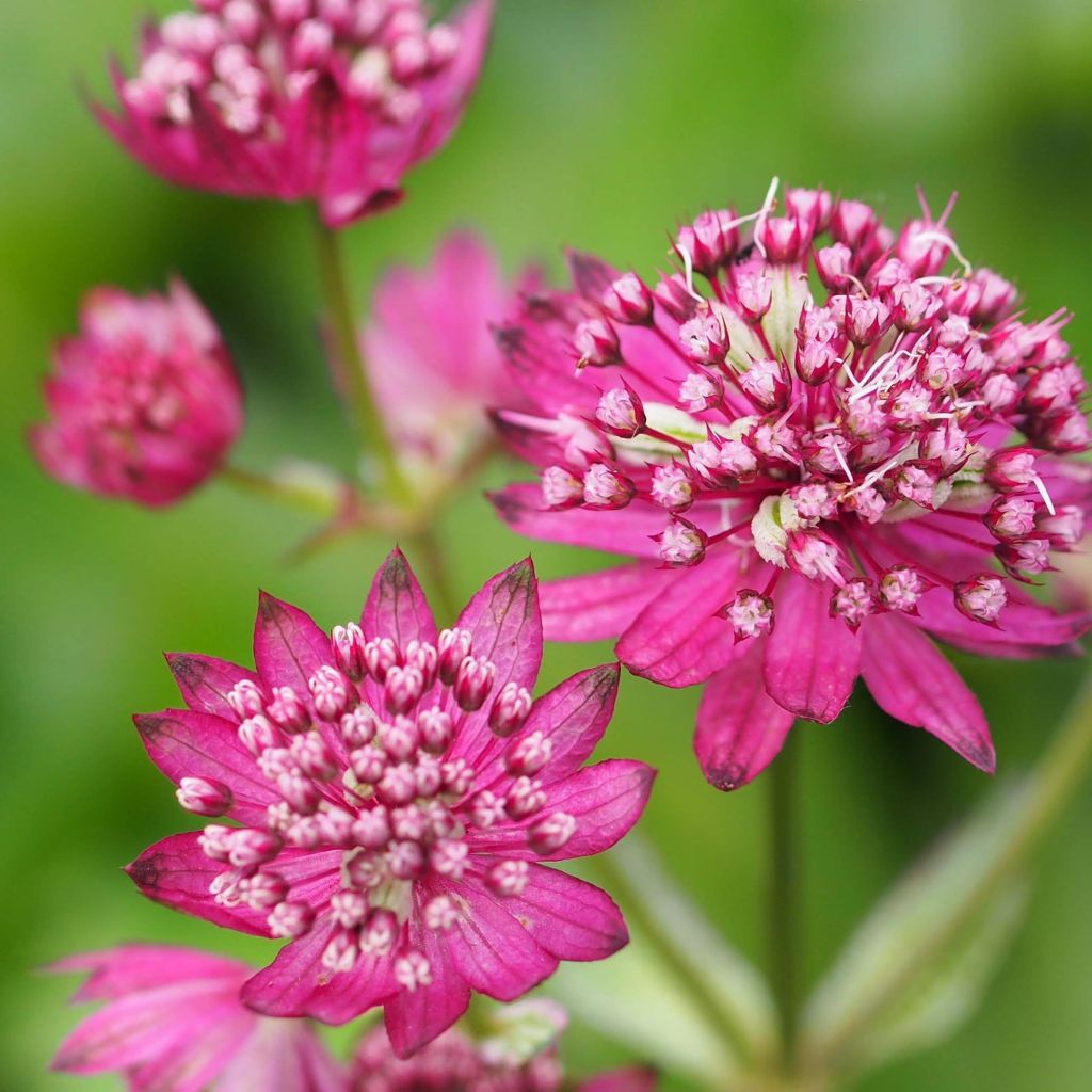 Astrantia major Ruby Cloud - Sanícula hembra