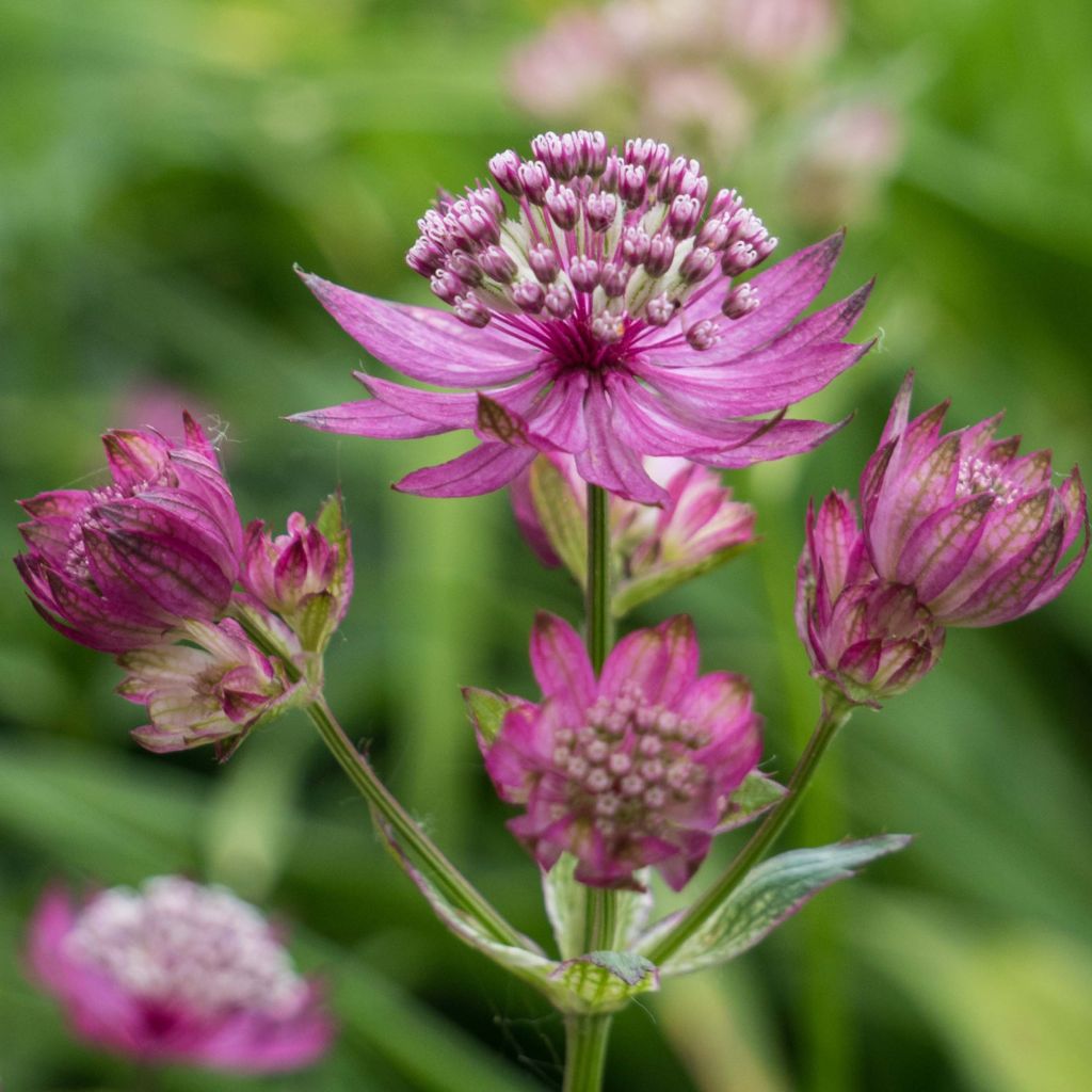 Sanícula hembra Ruby Cloud - Astrantia major