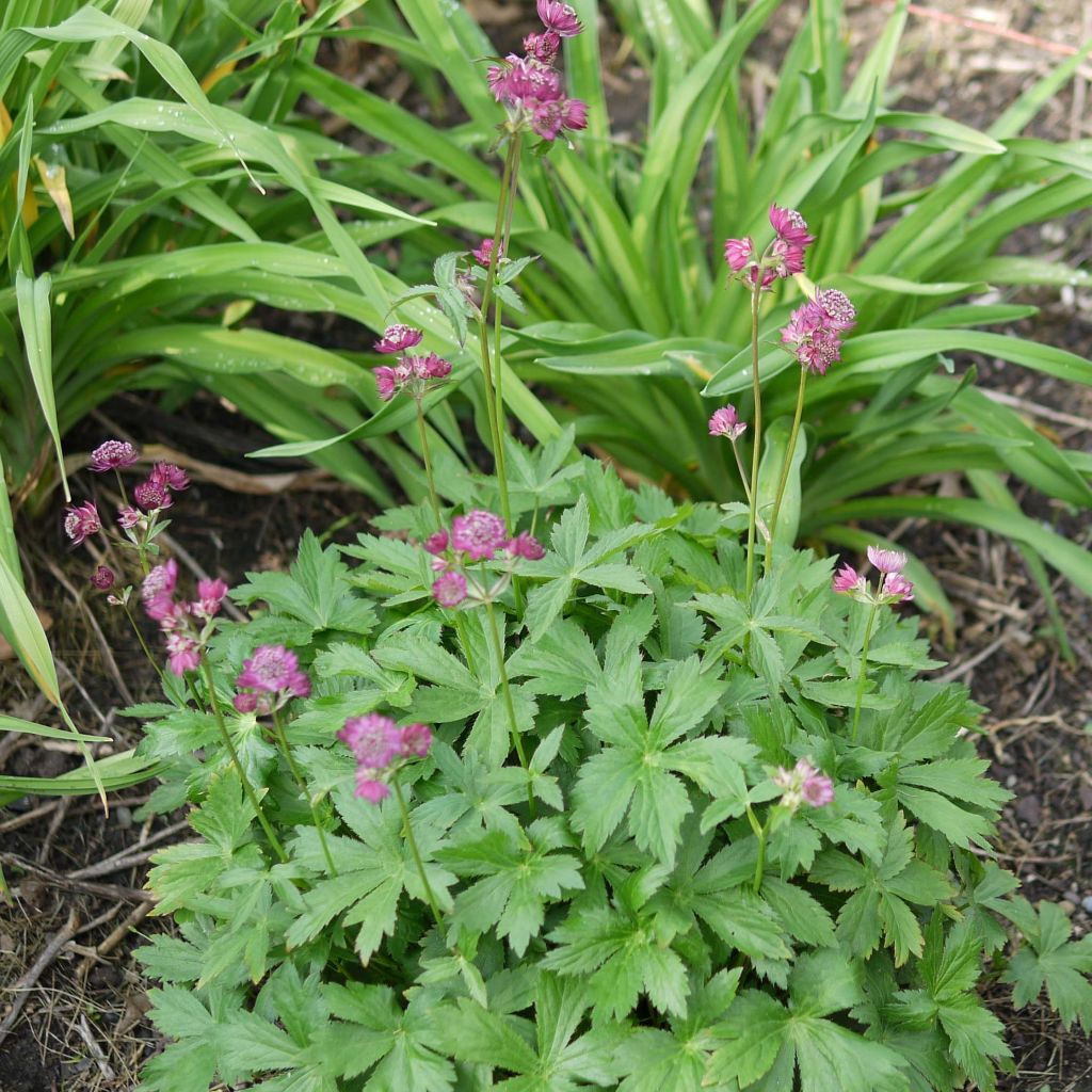 Astrantia major Ruby Cloud - Sanícula hembra