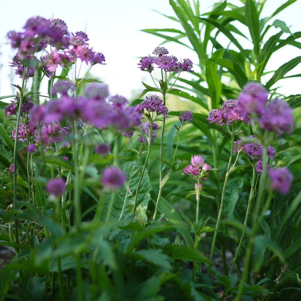Astrantia major Ruby Cloud - Sanícula hembra