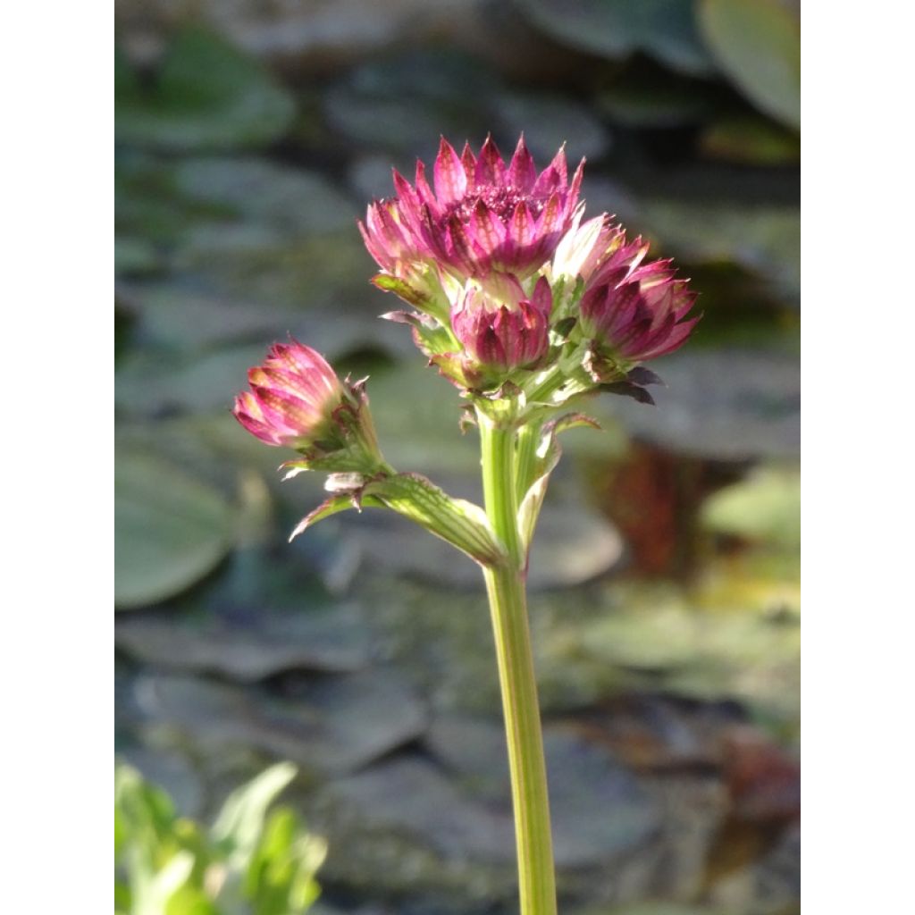 Sanícula hembra Roma - Astrantia major