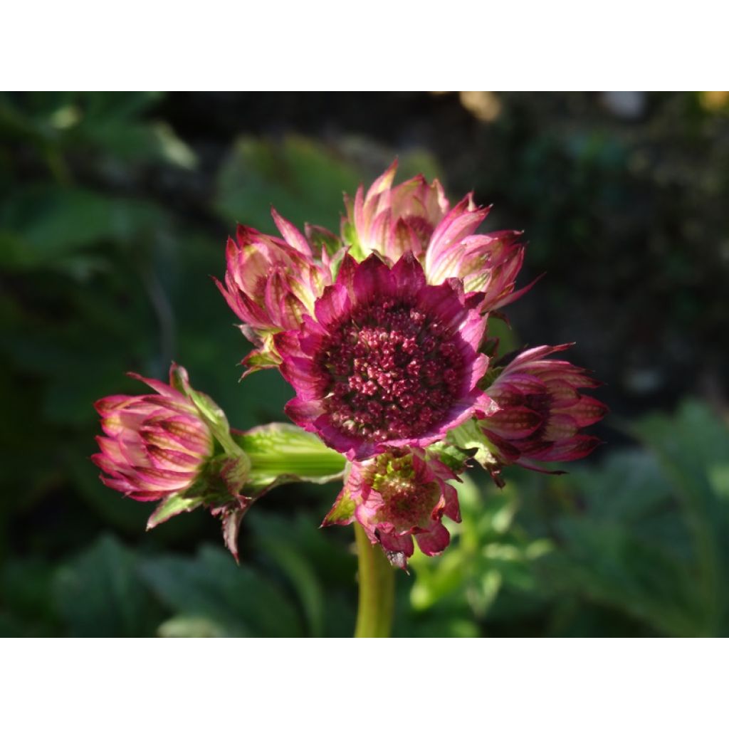 Sanícula hembra Roma - Astrantia major