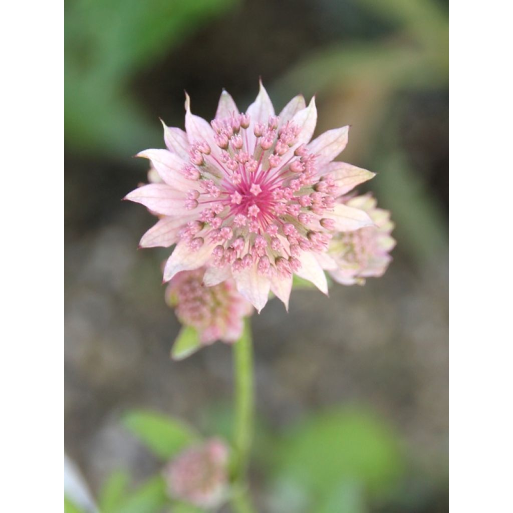 Sanícula hembra Rosea - Astrantia major