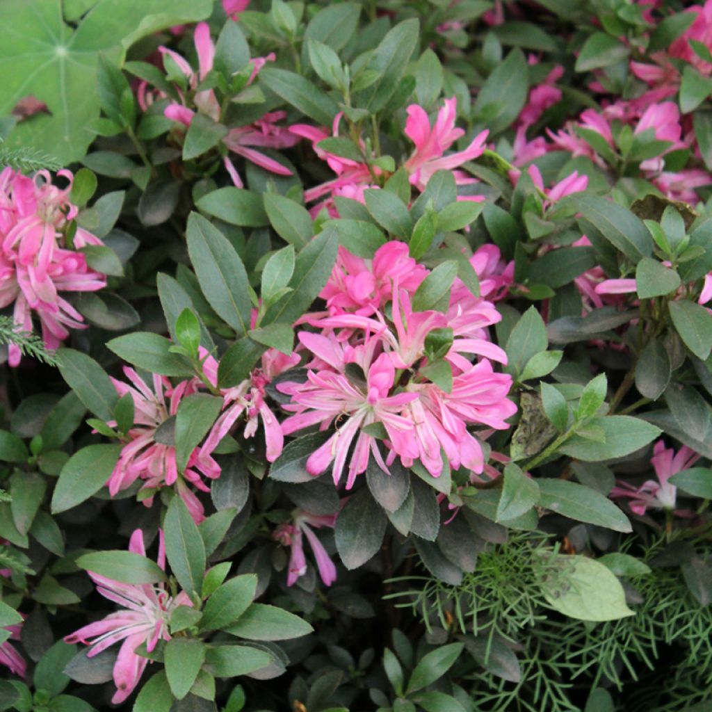 Azalea Japónica Pink Star