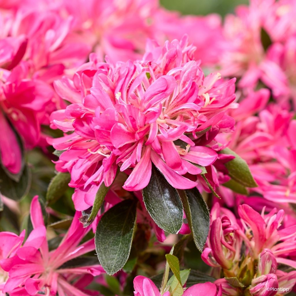 Azalea Japónica Pink Star