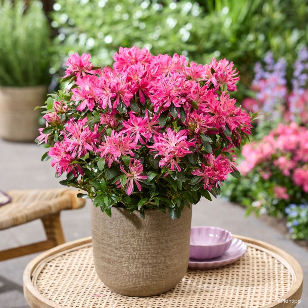 Azalea Japónica Pink Star