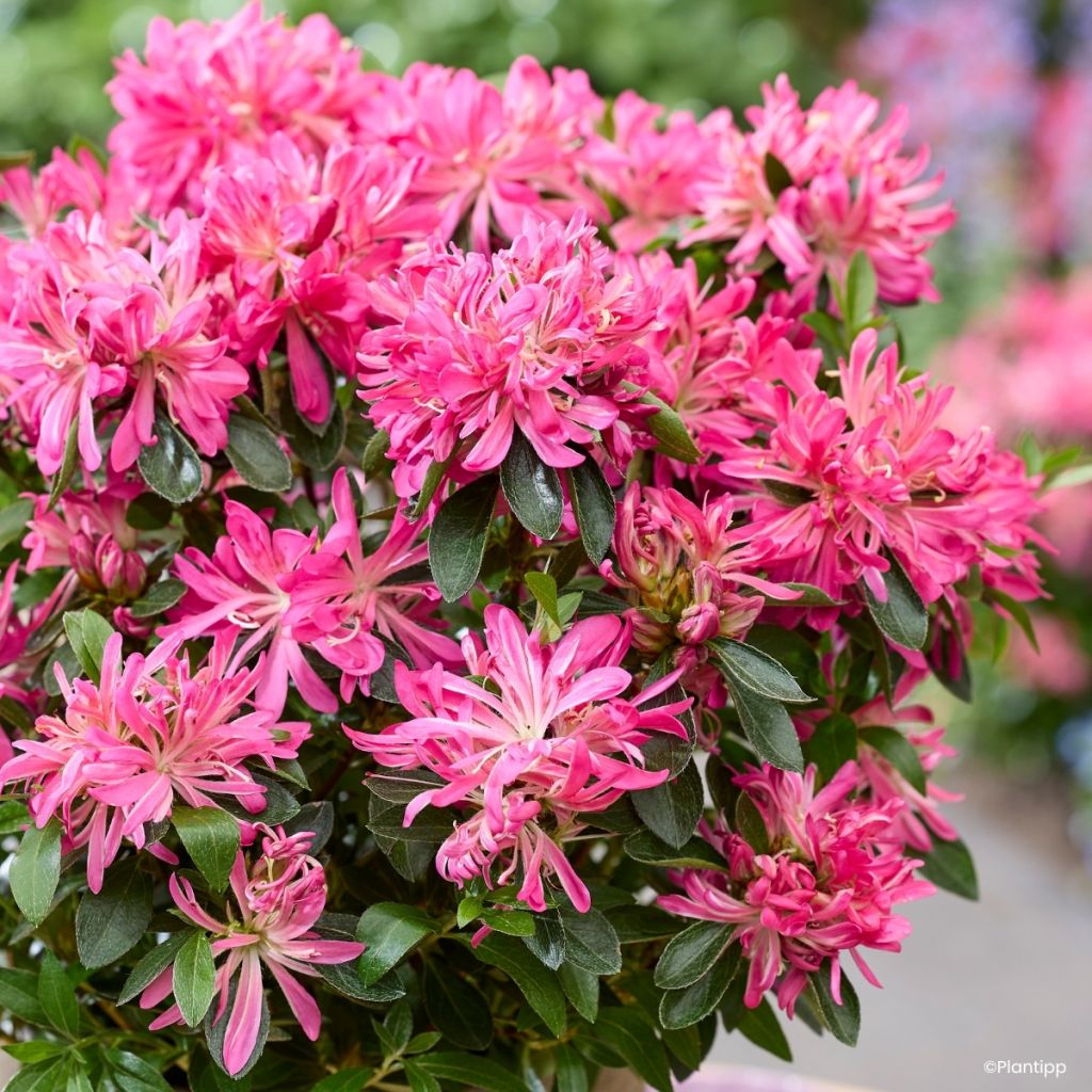Azalea Japónica Pink Star
