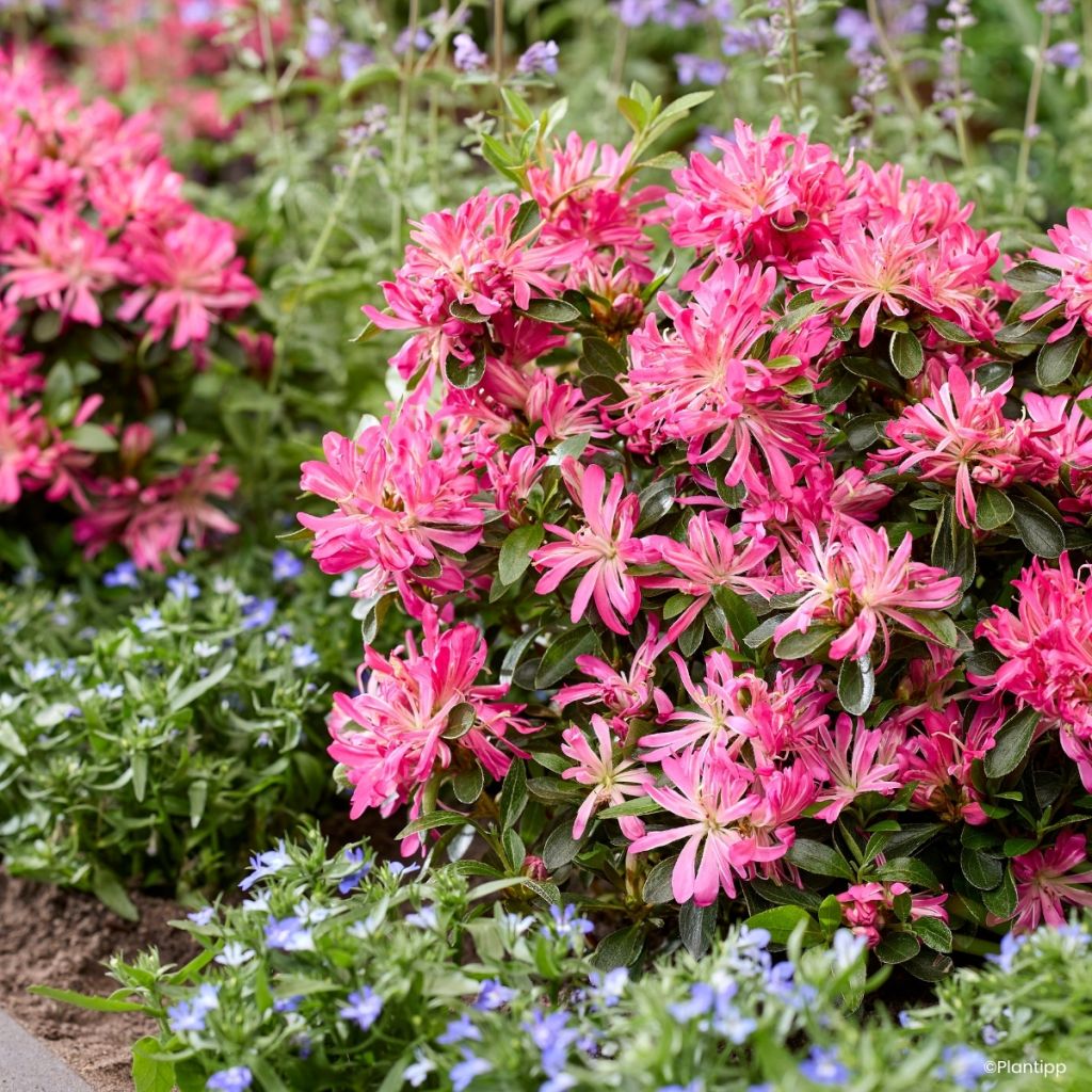 Azalea Japónica Pink Star