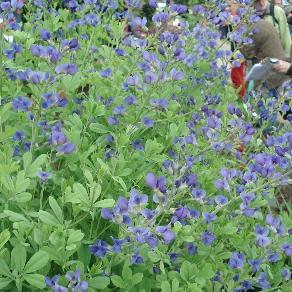Baptisia australis - Índigo azul falso