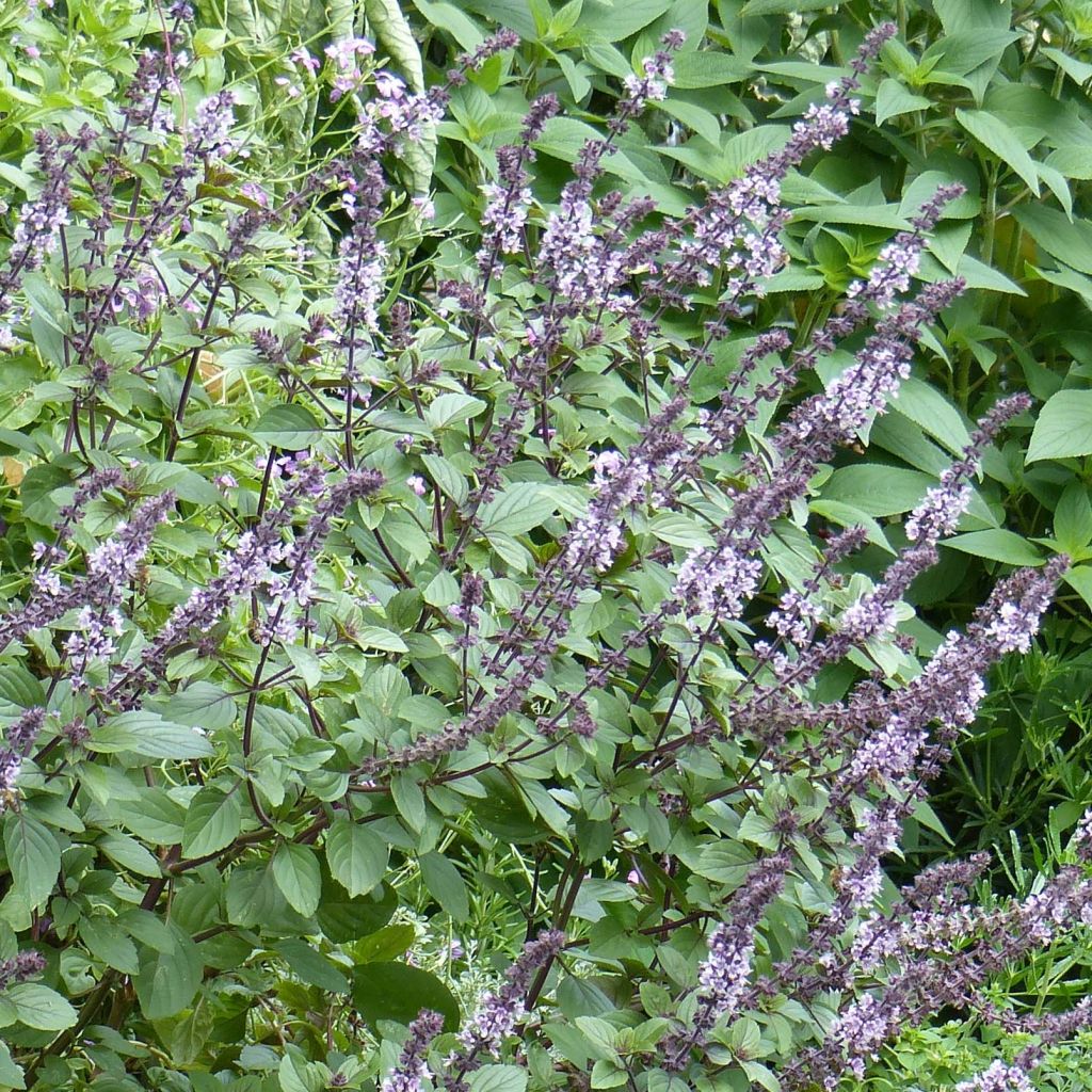 Albahaca Magic Mountain