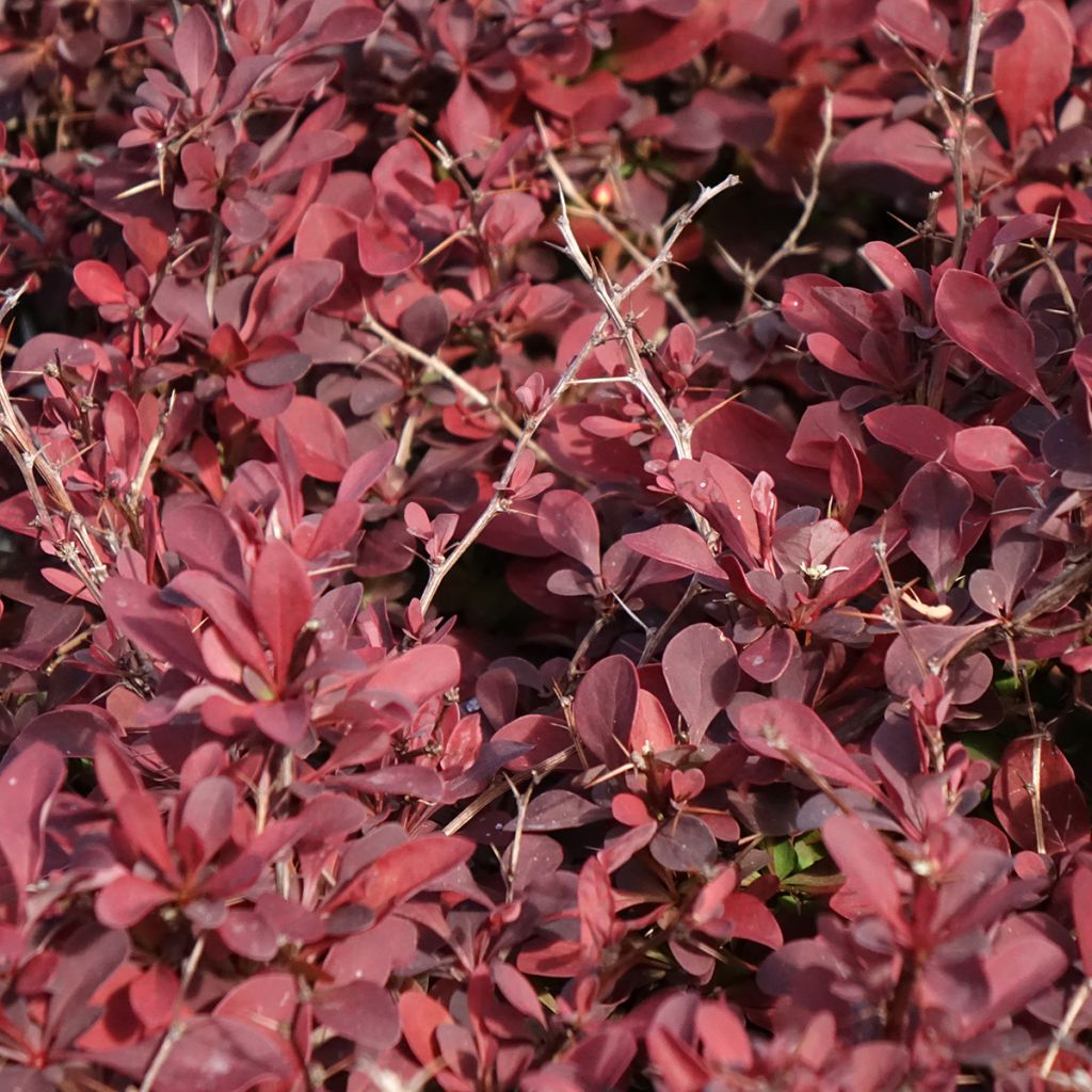 Agracejo japonés - Berberis thunbergii Golden Ring