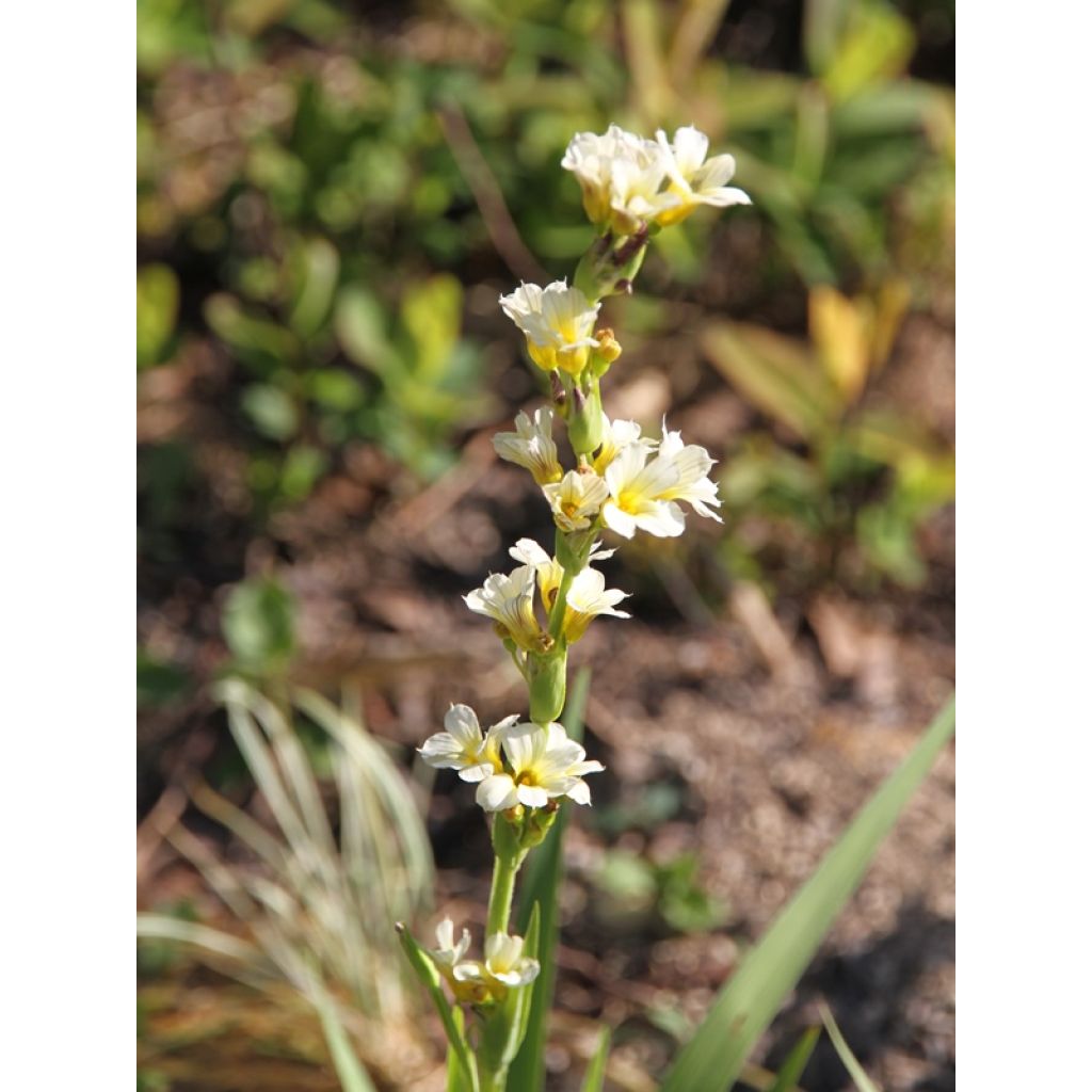 Sisyrinchium striatum - Lirio Chileno Huilmo