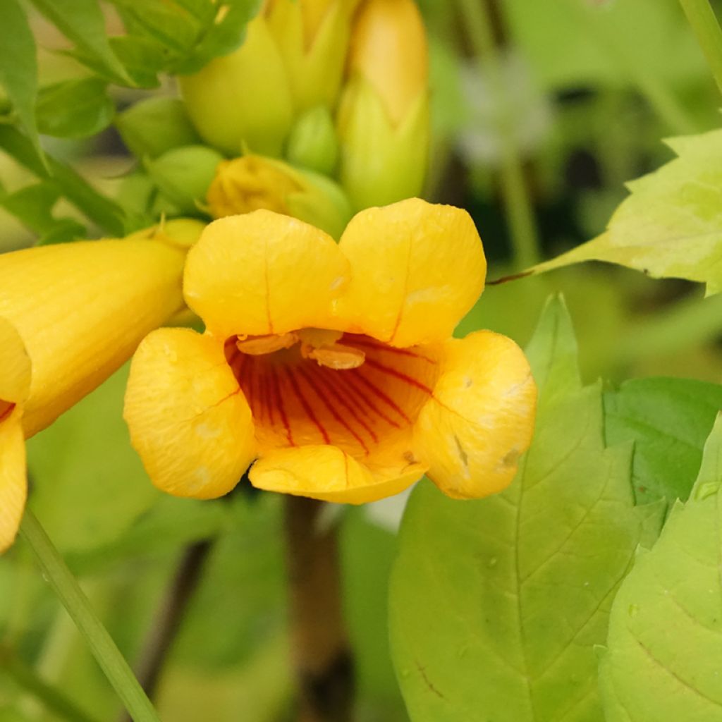 Enredadera de trompeta Golden Trumpet - Campsis