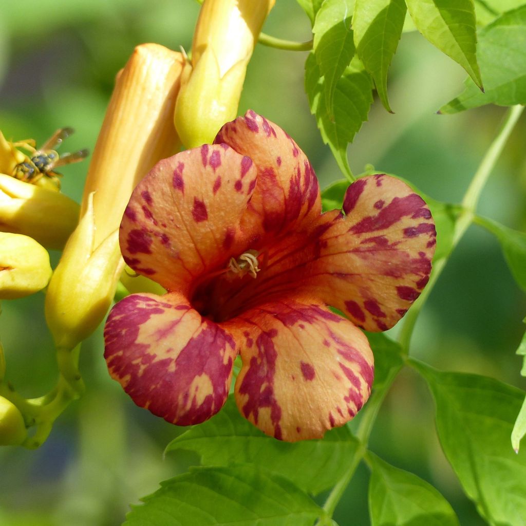 Enredadera de trompeta Orangeade - Campsis