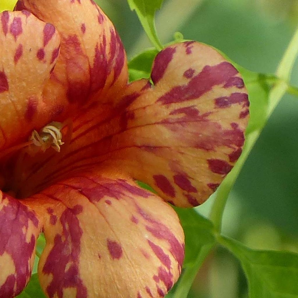 Enredadera de trompeta Orangeade - Campsis