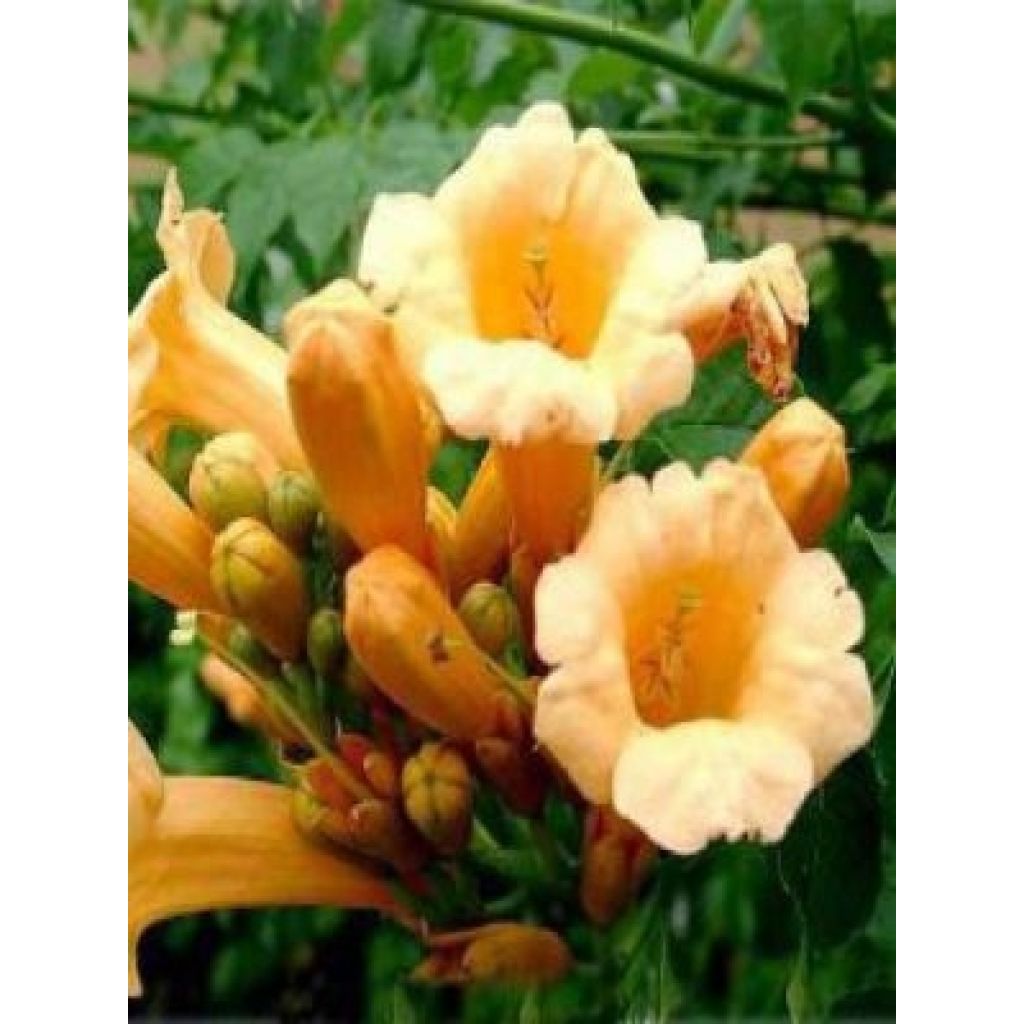 Enredadera de trompeta Yellow Trumpet - Campsis radicans