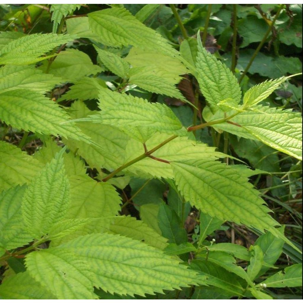 Boehmeria sieboldiana - Ramio