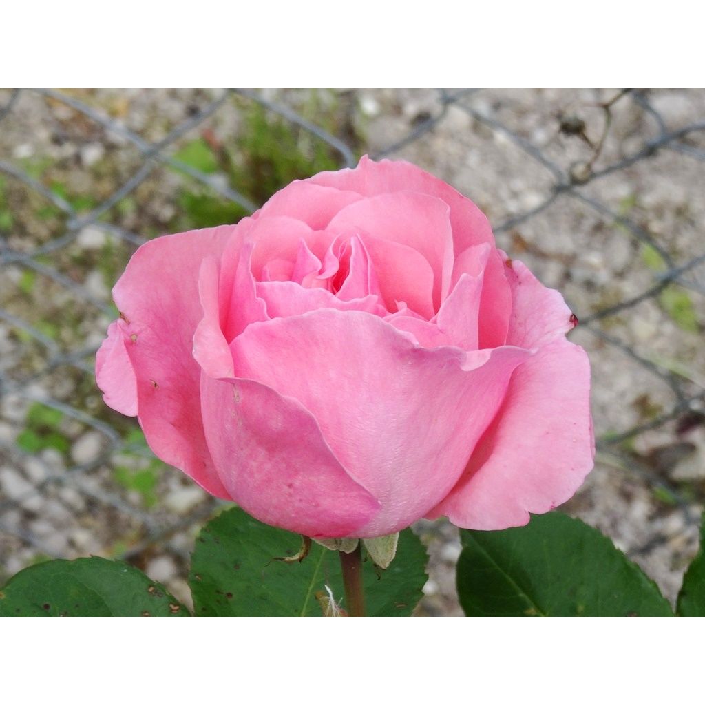 Rosal Queen Elisabeth