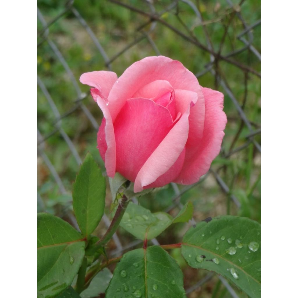 Rosal Queen Elisabeth