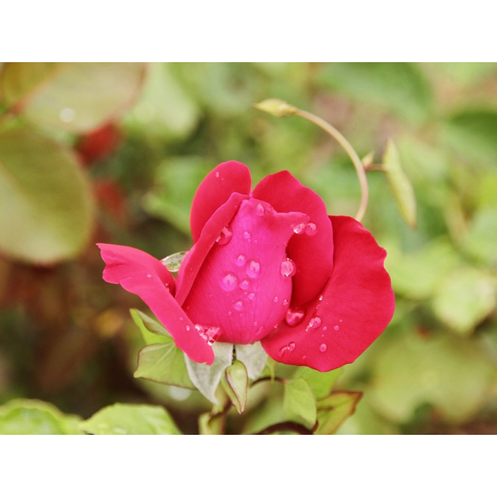 Rosal Dame de Coeur