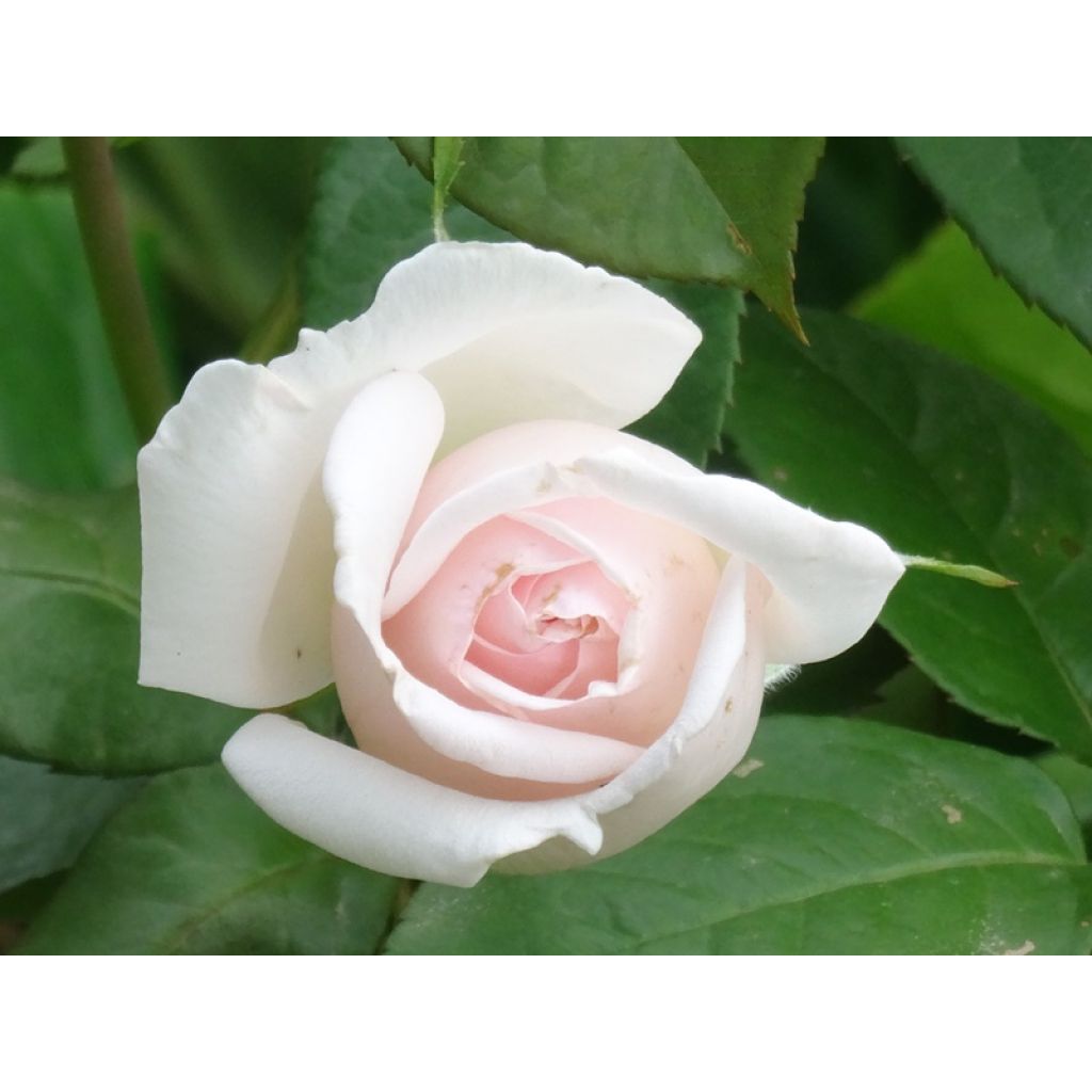 Rosal Prince Jardinier