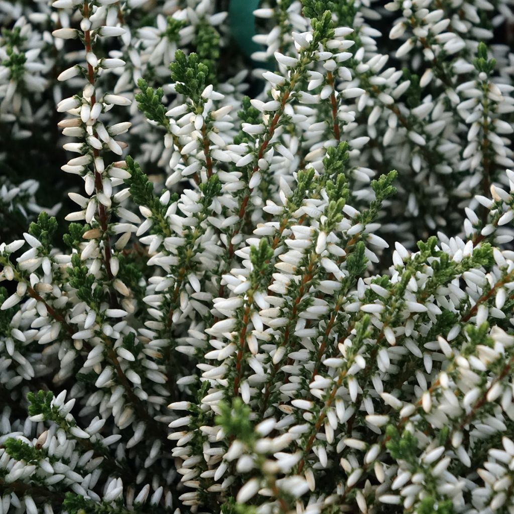 Calluna vulgaris Garden Girls Alicia - Brecina