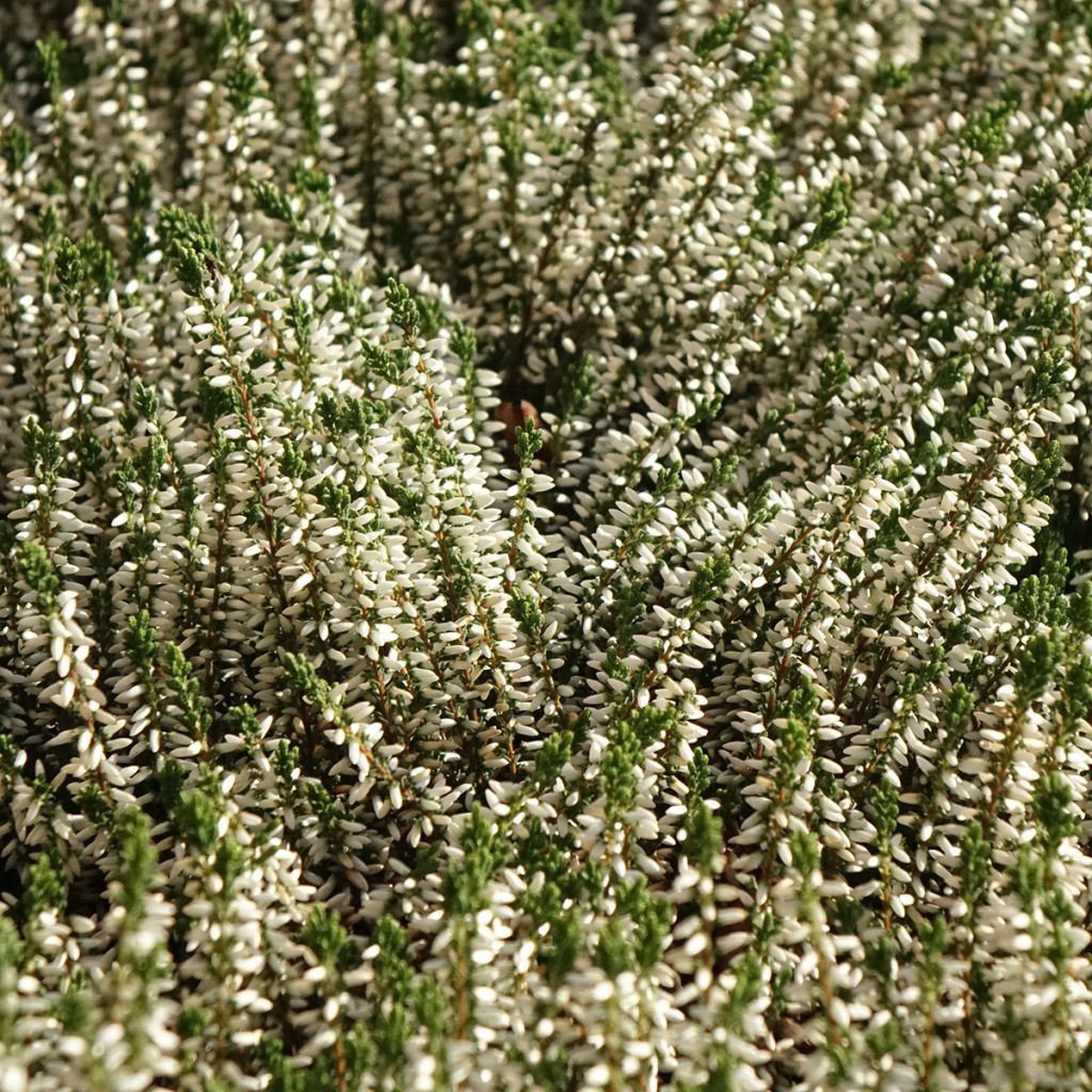 Calluna vulgaris Garden Girls Helena - Brecina