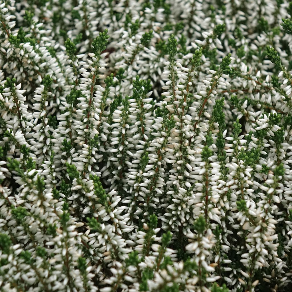 Calluna vulgaris Garden Girls Helena - Brecina