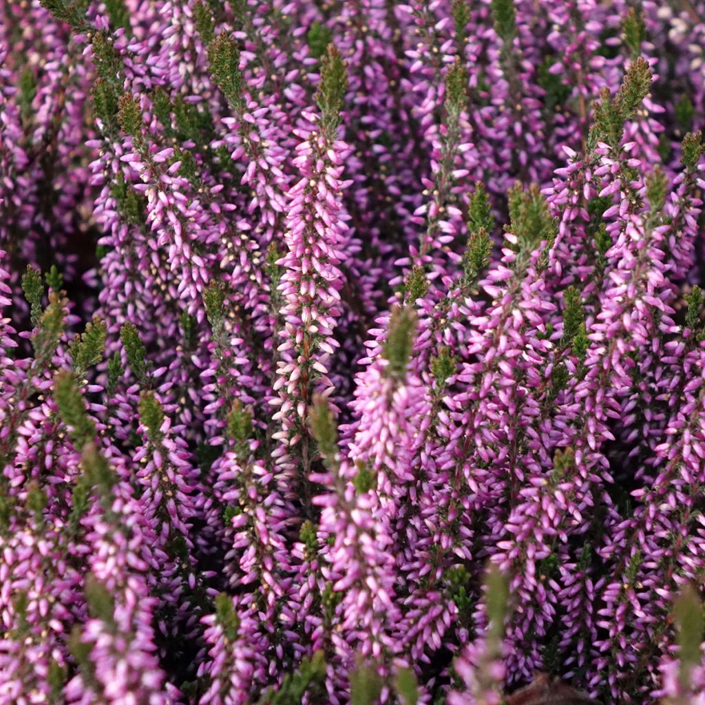 Calluna vulgaris Garden Girls Lilli - Brecina